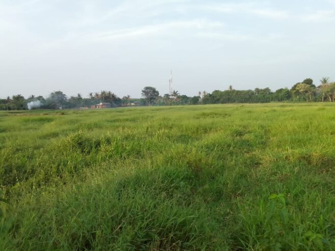 Dijual sebidang sawah
