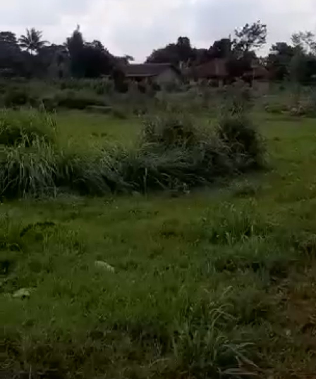 Dijual tanah padang rumput di bawah harga NJOP Parung Bogor