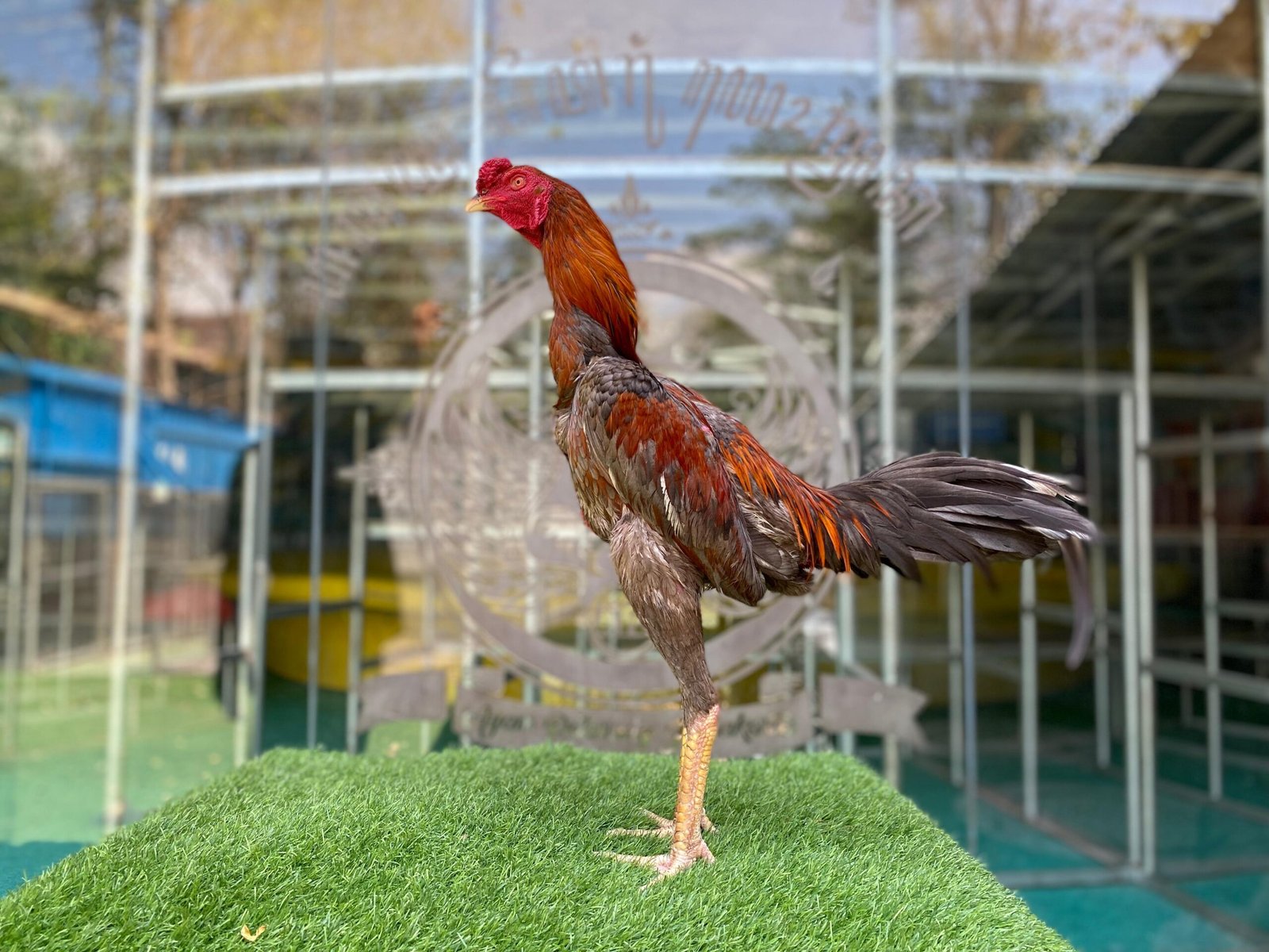 TURUN BOX”F1 SADDAM (OLAN FARM) X BETINA KAPAL SELAM