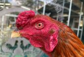 TURUN BOX”F1 SADDAM (OLAN FARM) X BETINA KAPAL SELAM