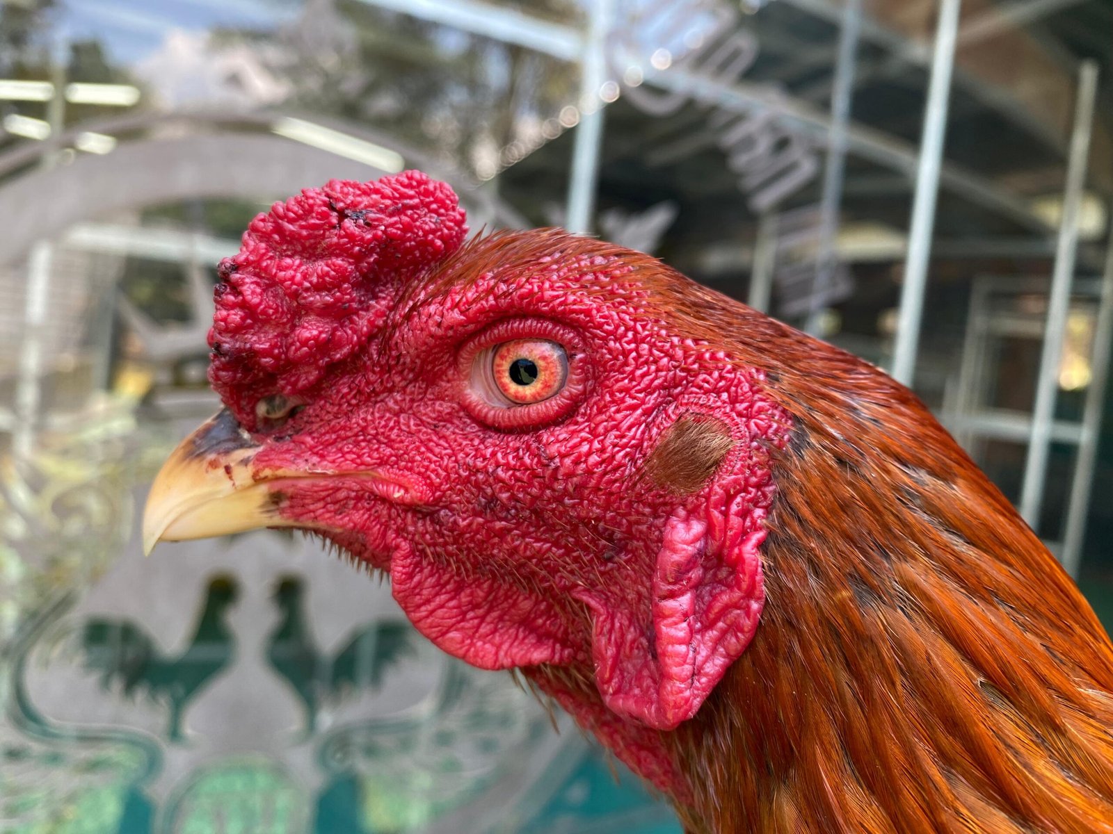 TURUN BOX”F1 SADDAM (OLAN FARM) X BETINA KAPAL SELAM