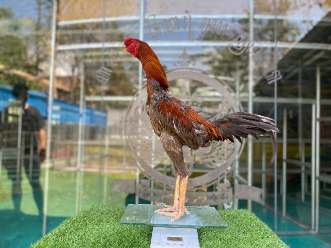 TURUN BOX”F1 SADDAM (OLAN FARM) X BETINA KAPAL SELAM