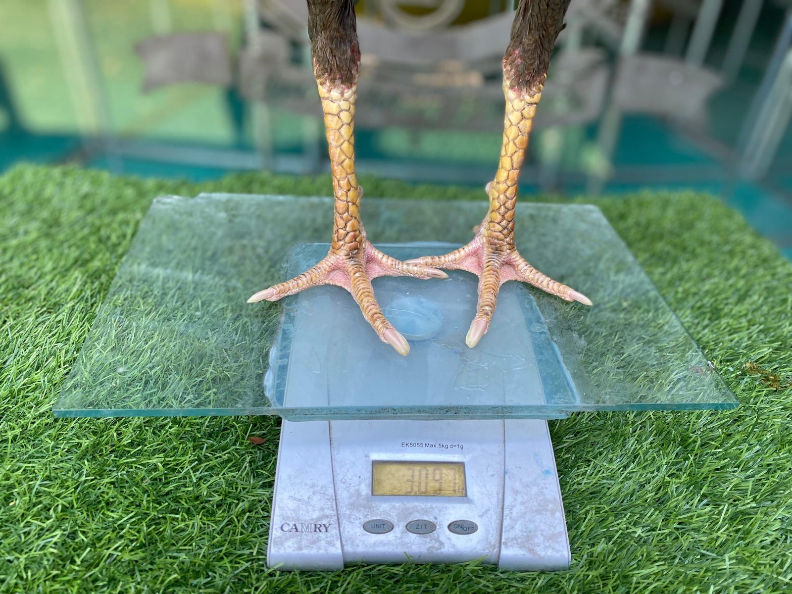 TURUN BOX”F1 SADDAM (OLAN FARM) X BETINA KAPAL SELAM