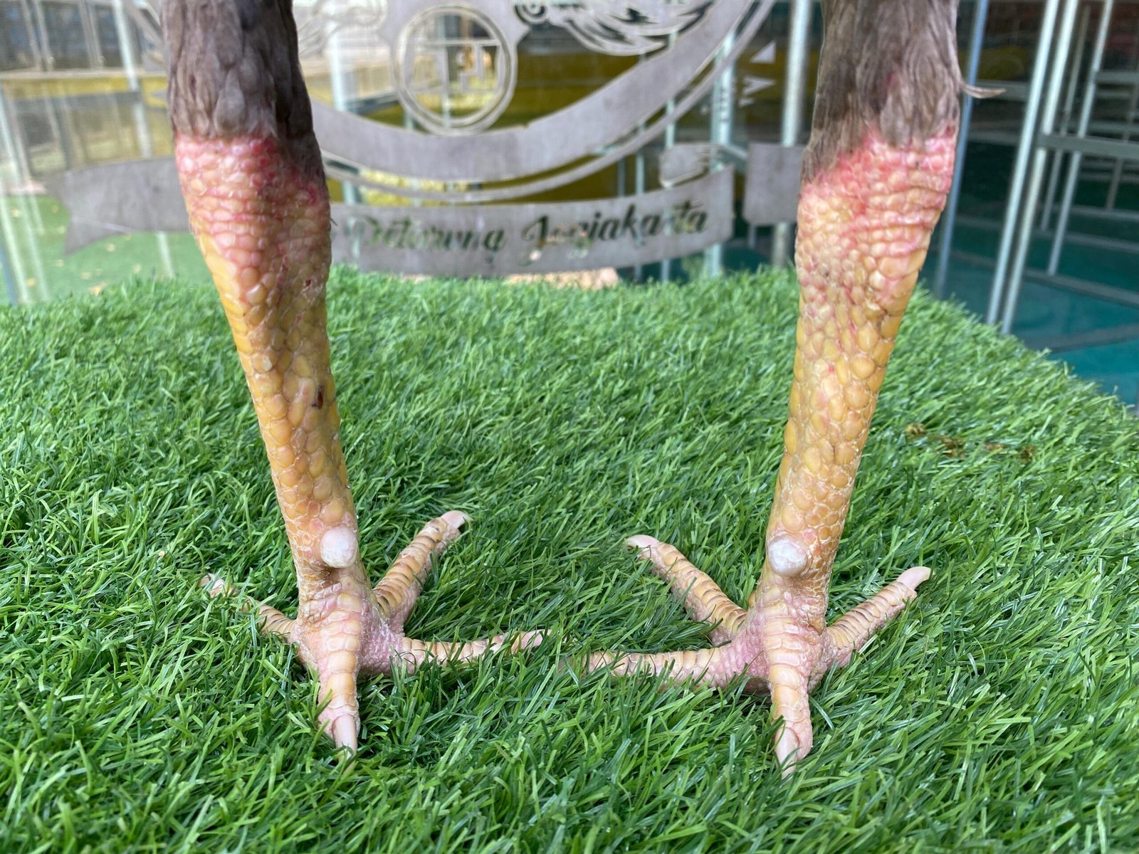 TURUN BOX”F1 SADDAM (OLAN FARM) X BETINA KAPAL SELAM