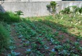 Jual Cepat Sebidang Tanah Jl. Kol. Masturi 112 Lembang, KBB