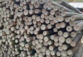 Bambu Steger Tiang Cor