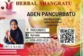 herbal shangratu