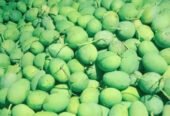 Jual Mangga Kweni Harga Terbaik (Grosir Pasar Induk) Bandung