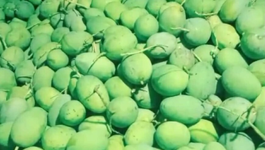 Jual Mangga Kweni Harga Terbaik (Grosir Pasar Induk) Bandung