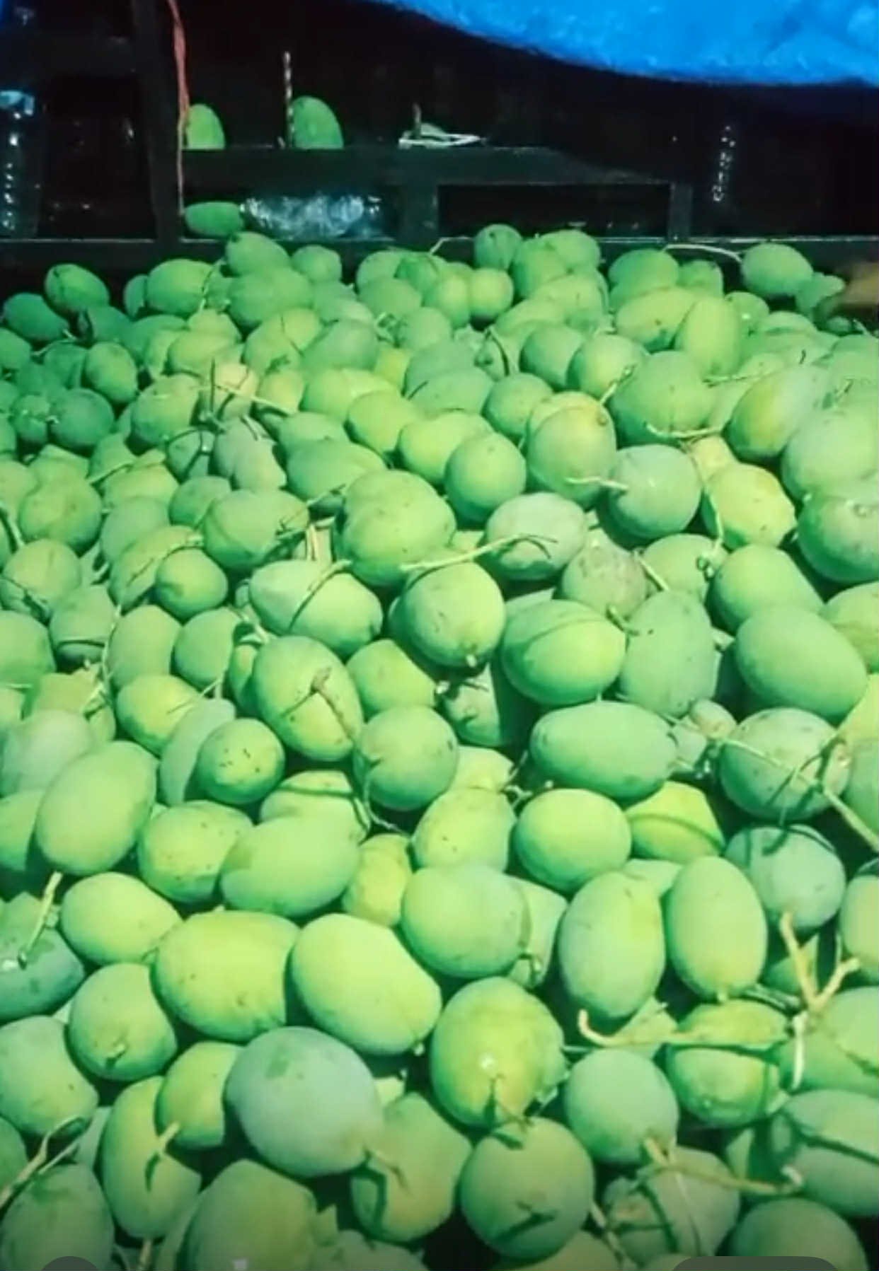 Jual Mangga Kweni Harga Terbaik (Grosir Pasar Induk) Bandung