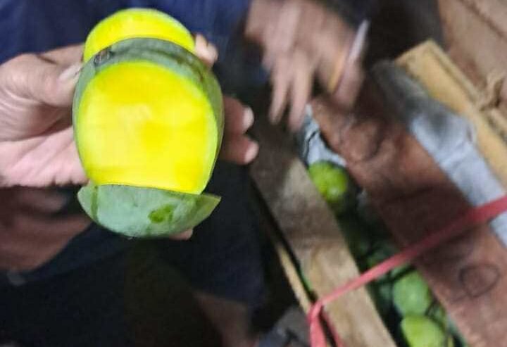 Jual Mangga Kweni Harga Terbaik (Grosir Pasar Induk) Bandung