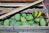 Jual Mangga Kweni Harga Terbaik (Grosir Pasar Induk) Bandung