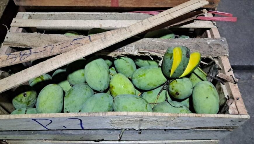 Jual Mangga Kweni Harga Terbaik (Grosir Pasar Induk) Bandung