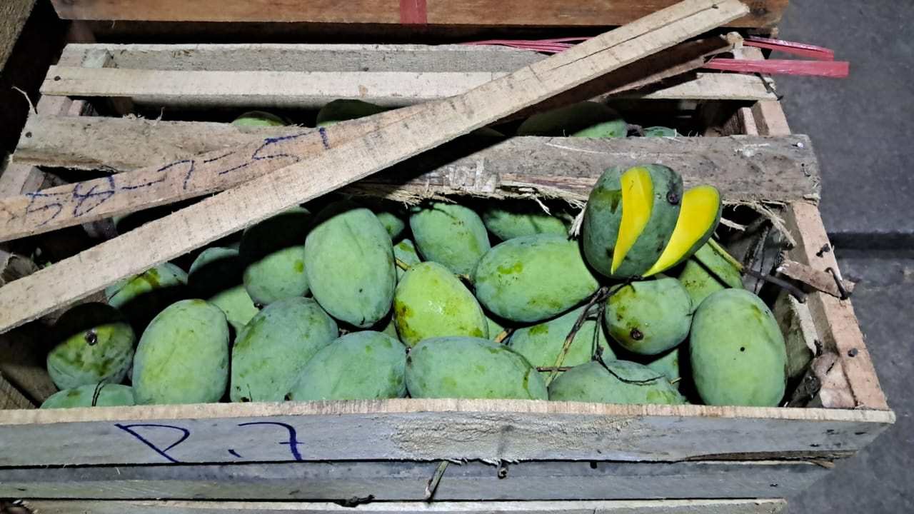Jual Mangga Kweni Harga Terbaik (Grosir Pasar Induk) Bandung